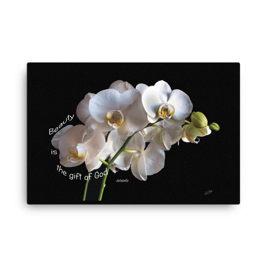 White Orchid canvas Print Aristotle Quote - "Beauty is the gift of God" - Inspirational spiritual Wall Art. Dramatic Black Background Floral  art.