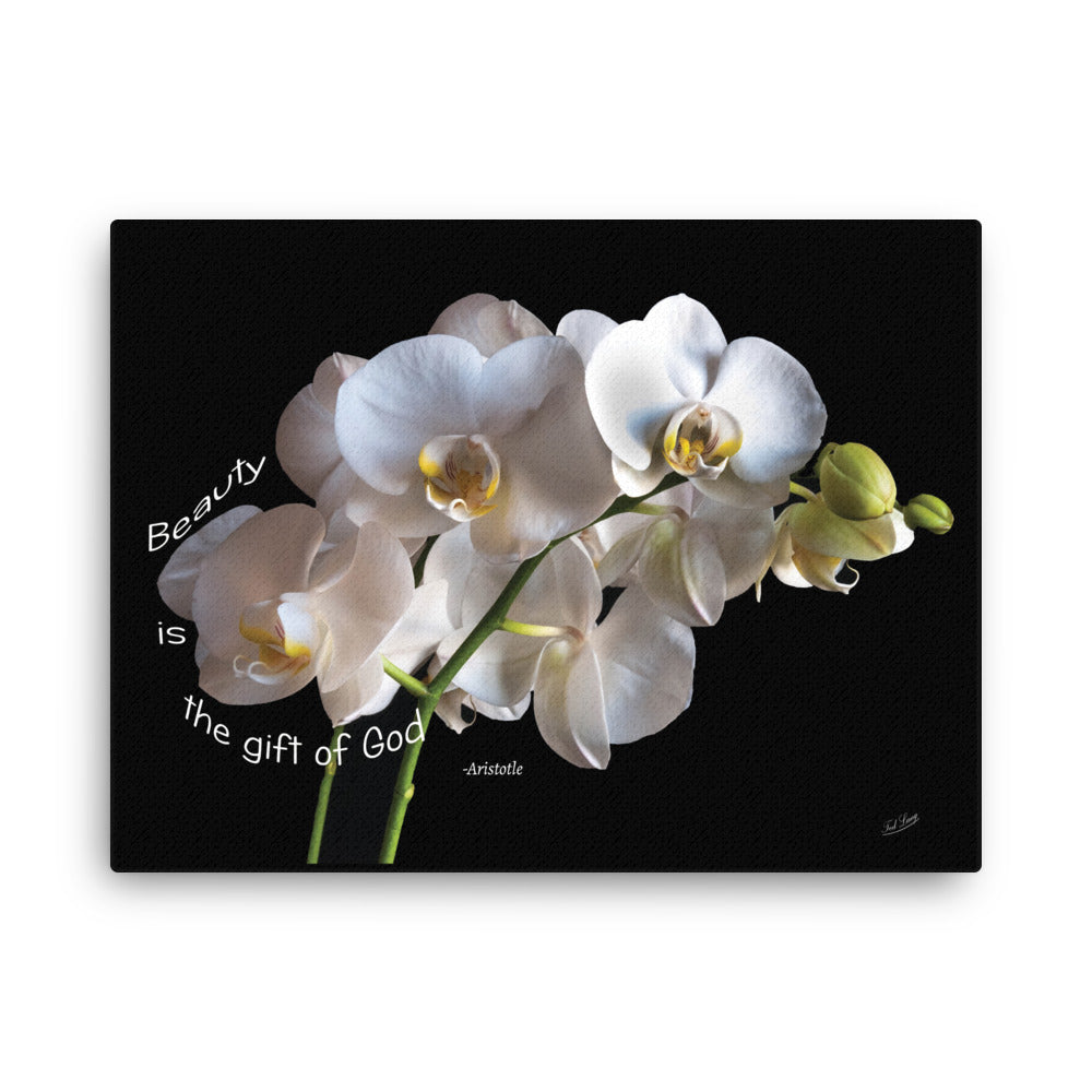 White Orchid print on canvas, with wisdom quote by Aristotle: "Beauty is the gift of God. Dramatic flower still life, fine art photography.